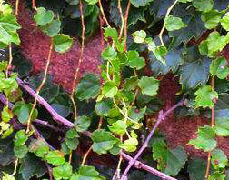 毛氈布式植物墻（法式植物墻）的主要問題