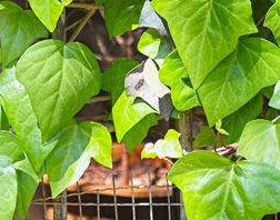 鐵絲網(wǎng)+苔蘚基質(zhì)植物墻的主要問題