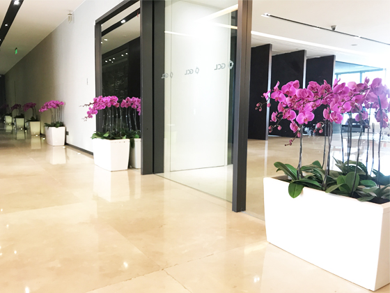 協(xié)鑫集團環(huán)球金融中心蝴蝶蘭租賃布置