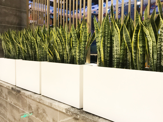 上海川享餐飲管理靜安、楊浦綠植租賃項目