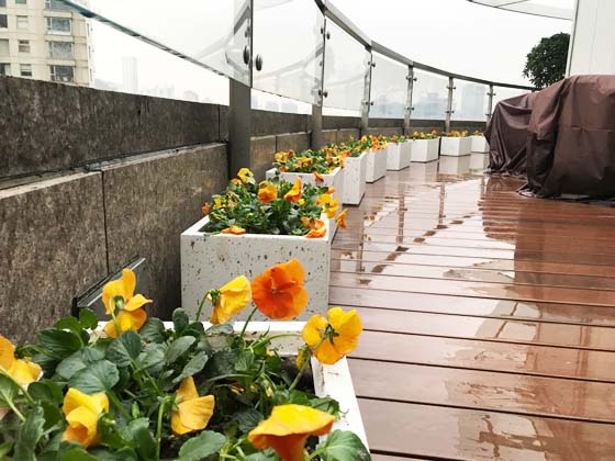 財信集團屋頂綠化簡易布置項目