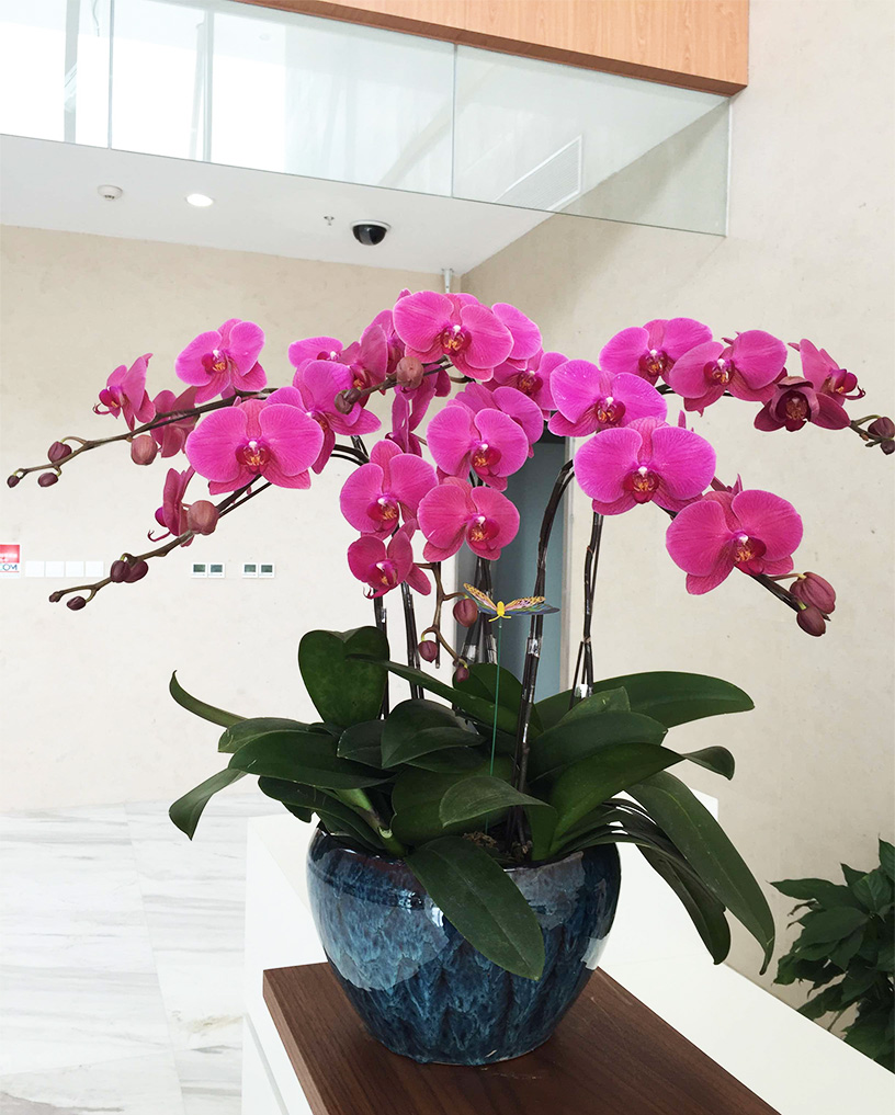 蝴蝶蘭31