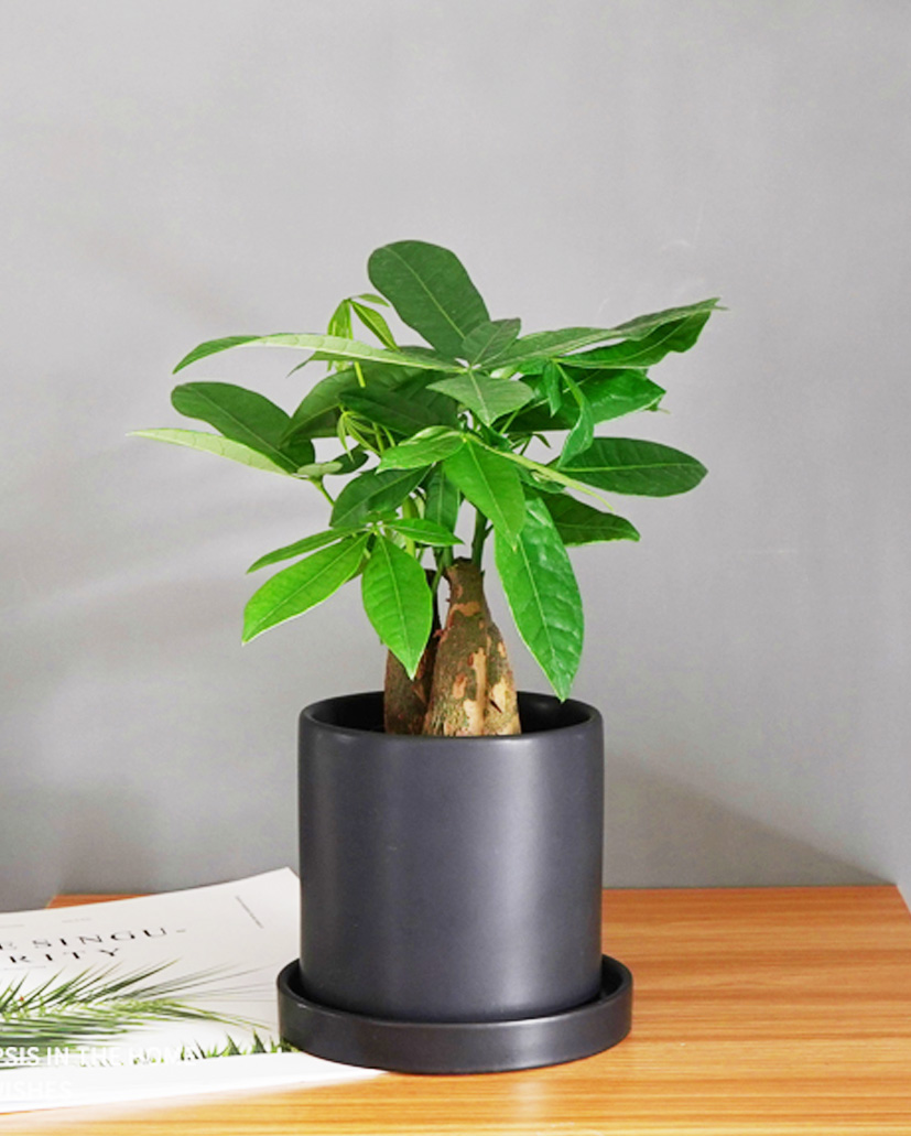 小發(fā)財(cái)樹