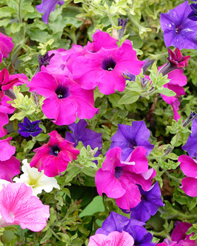 牽?；? /></div>
									<h3>牽牛花</h3>
								</a>
							</li>
														<li>
								<a href=