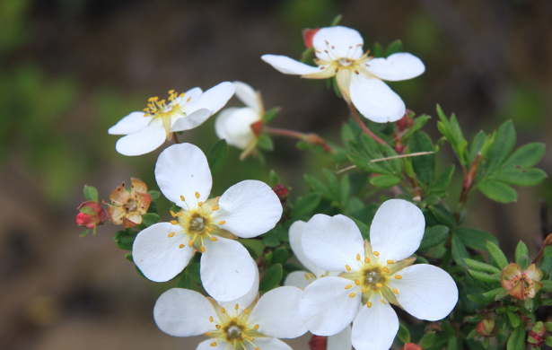 省錢、省時(shí)、省力是上海綠植租賃公司獨(dú)特的優(yōu)勢(shì)