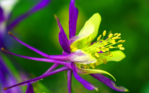 耬斗菜的花語是什么？