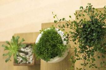 上海綠植租賃為您解答辦公室擺放綠植的作用在哪