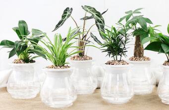 二十種常見(jiàn)綠植的詳細(xì)養(yǎng)護(hù)方法（上）