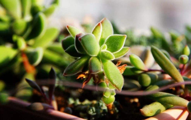 你知道綠植租賃必須遵循的五個原則是什么嗎？