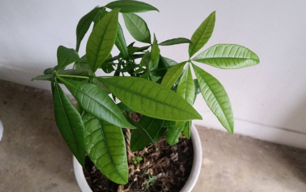 上海綠植養(yǎng)護(hù)公司分享養(yǎng)殖花卉的幾個小竅門