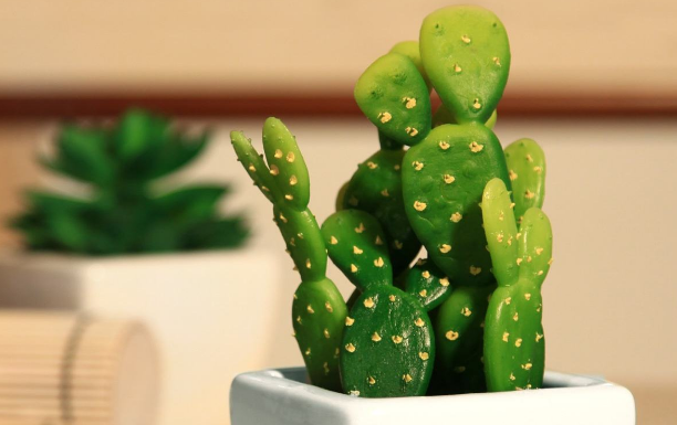 上海綠植租賃養(yǎng)護(hù)公司淺談辦公室綠植應(yīng)如何挑選