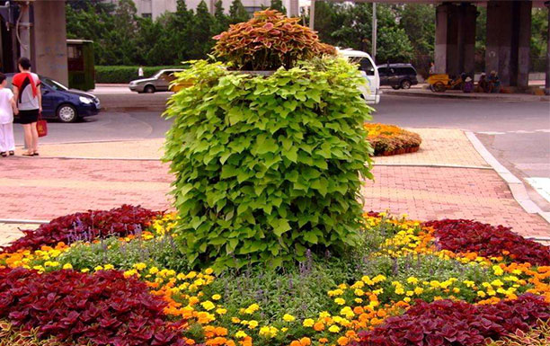 正常情況選擇綠植租擺公司要考慮以下幾個方面