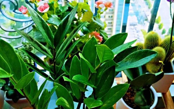 上海綠植租賃公司為您講解應(yīng)該如何正確給綠植花卉澆水