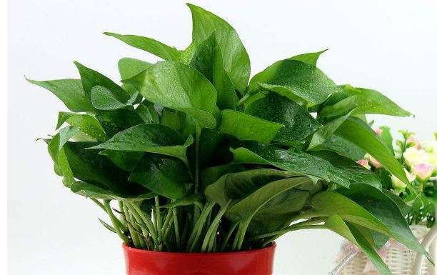 上海綠植租賃公司淺談?dòng)绊懢G蘿生長(zhǎng)的四個(gè)因素